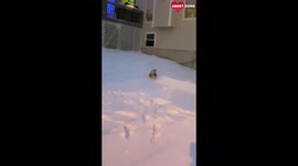 Excitable 1-year-old dog loves her first encounter with snow