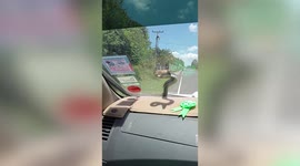 Snake pops up on terrified driver's car windscreen in Thailand