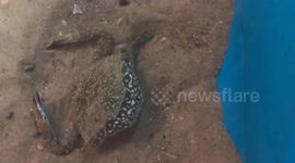 Man spotted rare sight of sea crab molting in Vietnam