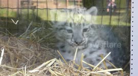 Visitors to UK zoo fall in love with adorable baby snow leopard