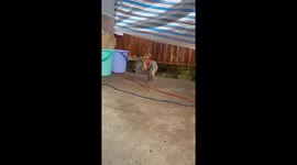 The rooster has a strange gait like an athlete in Vietnam