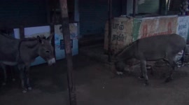 Donkey visits  a tea stall every day to gulp its fruit or snack in South India.