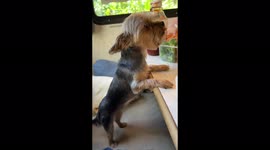 During a week RV trip our yorkie Lily wanted some food