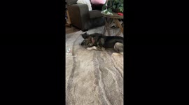 My nine month old kitten playing with five month old husky puppy