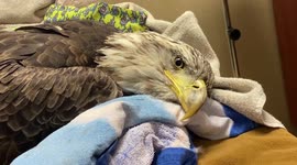 Bald eagle shot by hunters takes to the air again in amazing slow-mo video after life-saving surgery