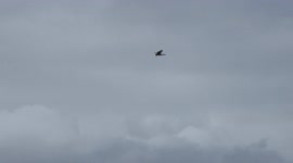 Red kite 'frozen' mid-air as it scans surroundings for prey in Cornwall