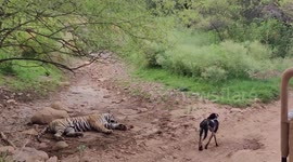 Fatal end for dog who tries to intimidate resting tiger at national park in northern India