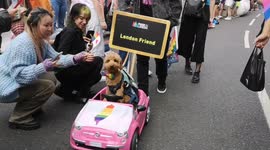 Cute dog steals show at 2022 London Pride with Barbie pink toy car