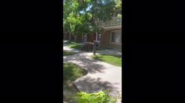 US: Wild Bear Roams Around Residential Area In Boulder, Colorado