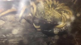 Centipede mom protects its babies by curling up