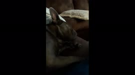French Bulldog watches the shower scene from Psycho. She is somewhat disturbed.