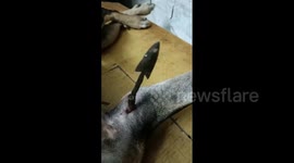 Rescuers save dog's life after iron-tipped arrow pierces pup in eastern India