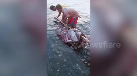 Delighted fishermen catches massive 190kg grouper fish after storm in the Philippines