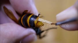 Japanese man performs DIY surgery on giant murder hornet by pulling parasite from its stomach