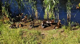 What are some weird facts about ducks? 9 Amazing duck facts