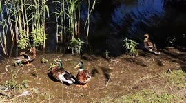 What is special about duck? Ducks have two unique features that make them such good swimmers—webbed feet and waterproof feathers.