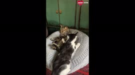 Reserved cat allows little sister to nap right next to her WHOLESOME