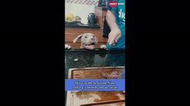 Puppy's hilarious reaction to trying steak for first time is caught on camera