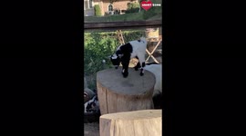 Adorable baby goat playing with a pig