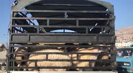 Palestinians buy livestocks at a cattle market in the West Bank city of Nablus ahead of the Muslim festival of sacrifice Eid al-Adha