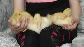 UK woman surprised after shop-bought eggs hatch leaving her with THREE ducks