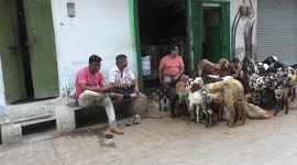 Preparations for Eid al-Adha festival in Udaipur, India