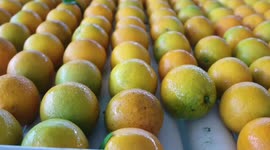 Summer Orange Harvest In Yichang, Hubei, China