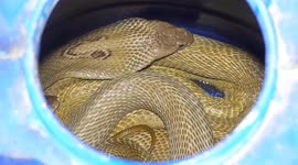 28  snake eggs, 47 venomous snakes including a 20 years aged snake rescued in Balasore and its periphery . One snake help line member Kartik Sethi rescued 47 venomous snakes like Monocle Cobra, Spectacle Cobra, snakes and 28 snake eggs (venomous) in this