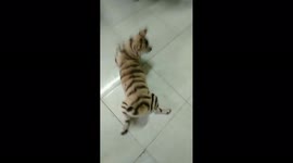 It's interesting and funny when dog has coat of a tiger