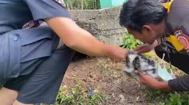 Hero passers-by rescue injured puppy stuck in hole under road