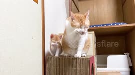 Cat best friends have adorable 'twinning' session copying each other's movements