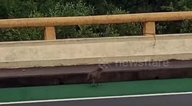 Wild monkey bullied by other primates because of rope cutting into leg rescued in Thailand
