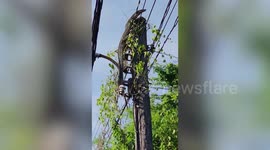 Monitor lizard clings on top of electricity post after being chased by stray dogs