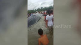 Beachgoers battle to save huge sperm whale washed ashore in the Philippines