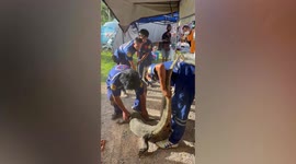 Wild monitor lizard stuck under pickup truck rescued