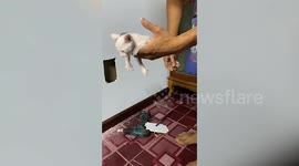 Hero resident carefully cuts square hole in wall to rescue trapped kitten