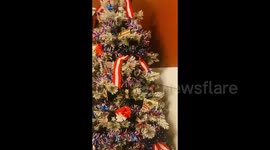 Georgia, US: Chrtistmas tree decorated for the 4th of july