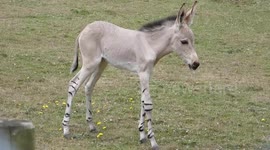 Critically endangered Somali wild ass foal born at UK zoo