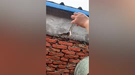 Woman frees swallow trapped in spider web in China