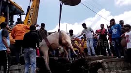 Bulls rescued after falling into drain while fighting in central India
