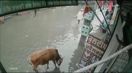 Mis-steaken: Brave man recuses poor cow who went to electric current for warmth on cold flooded Indian road