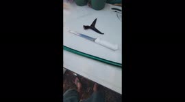 Giving Pet Dog a Tuna Fish Tail To Snack On