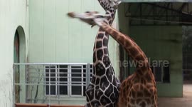 Giraffes engage in neck-and-neck fight