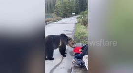 Shocked tourists come face-to-face with grizzly bear next to lake in Canada