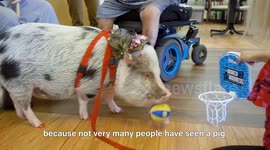 Local heroes: Meet Lilou the Pig