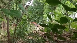 Resistance fighters set alight excavator operated by Burmese junta