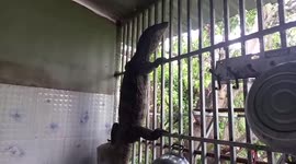 Huge wild monitor lizard rampages through family's kitchen