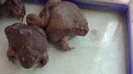 Thai villagers hold fancy wedding for frogs before they were released into swamp to mate