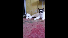 Bandit cats! Distinctive felines look like they're wearing masks