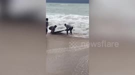 Kind hotel staff rescue injured dolphin washed ashore in southern Thailand